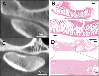 The Diagnostic Yield of Cone-Beam Computed Tomography for Degenerative Changes of the Temporomandibular Joint in Dogs